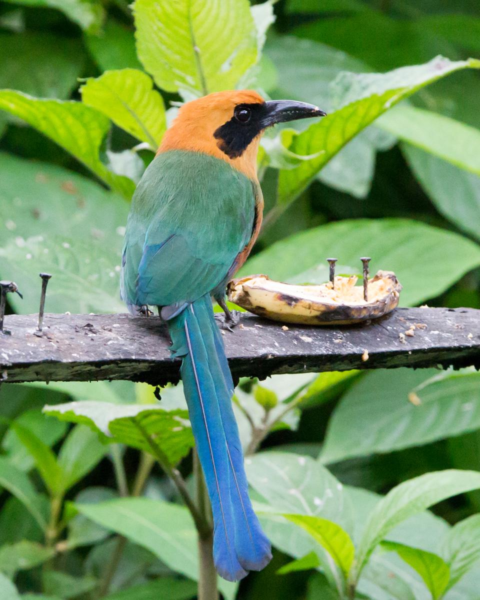 Rufous Motmot