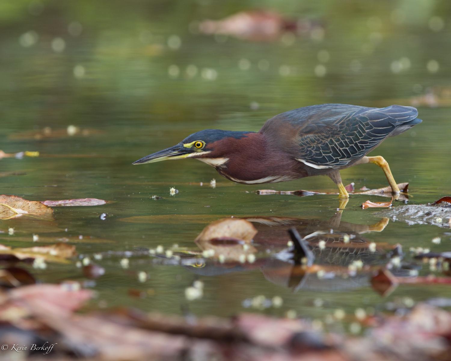 Green Heron