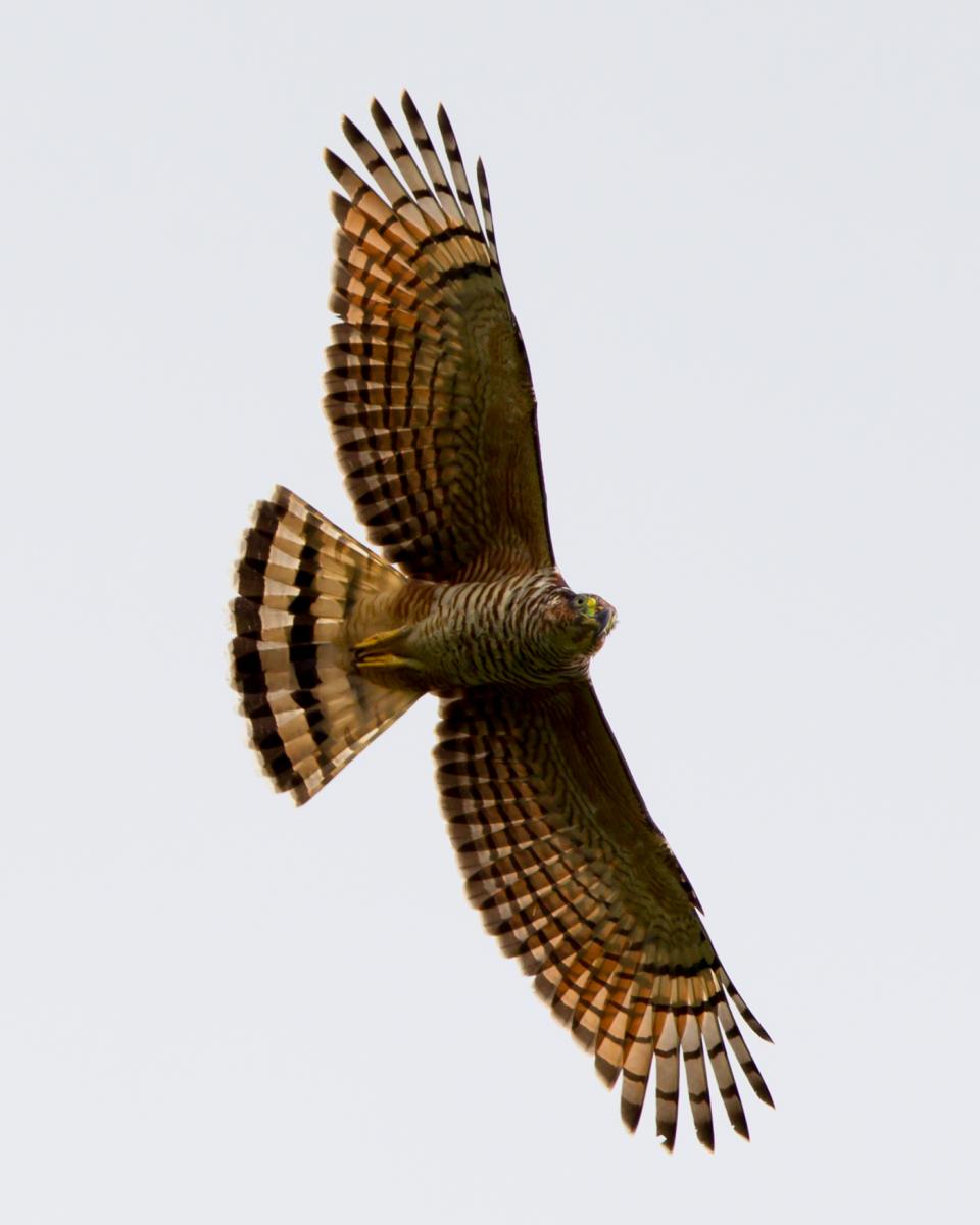 Hook-billed Kite
