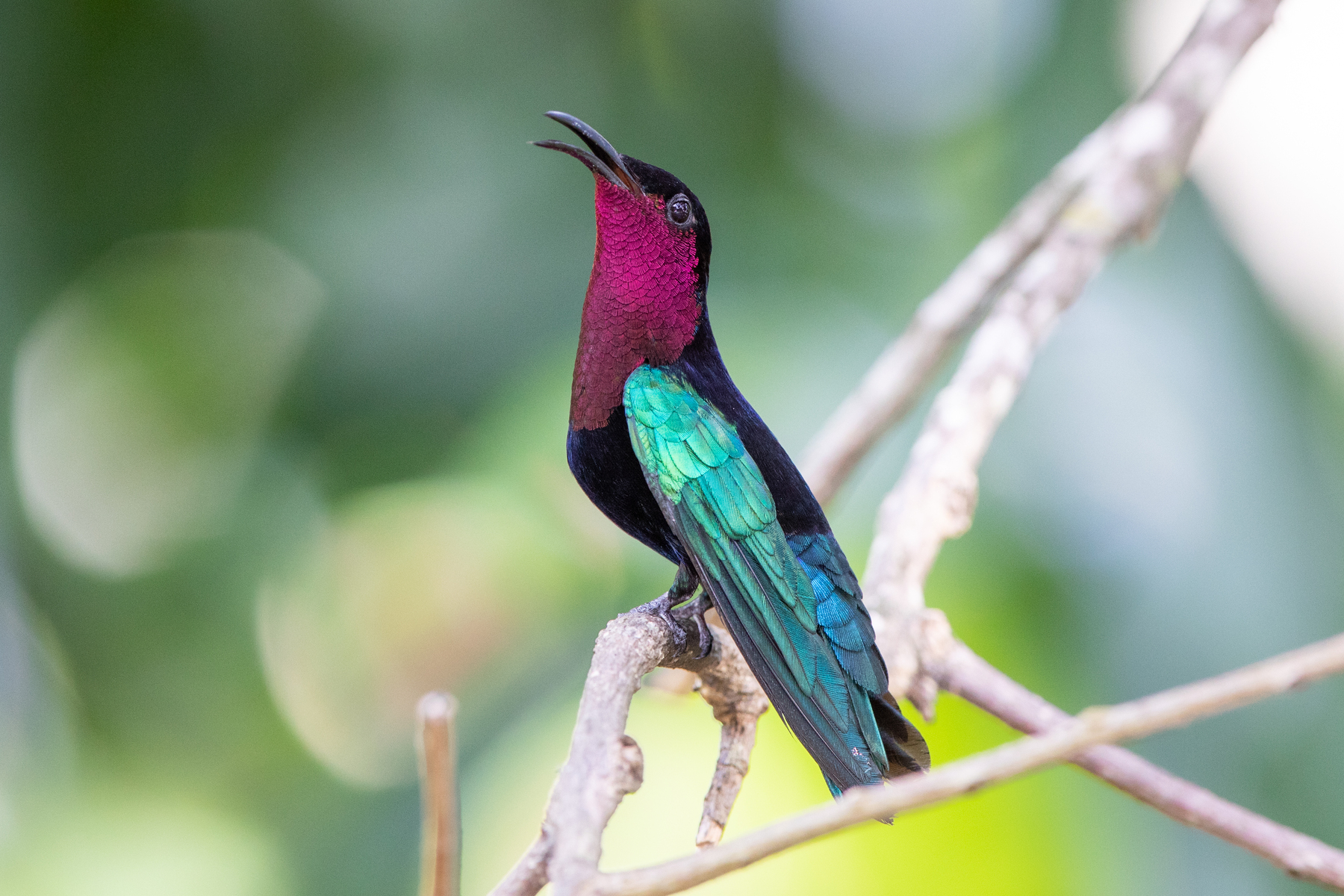 Purple-throated Carib