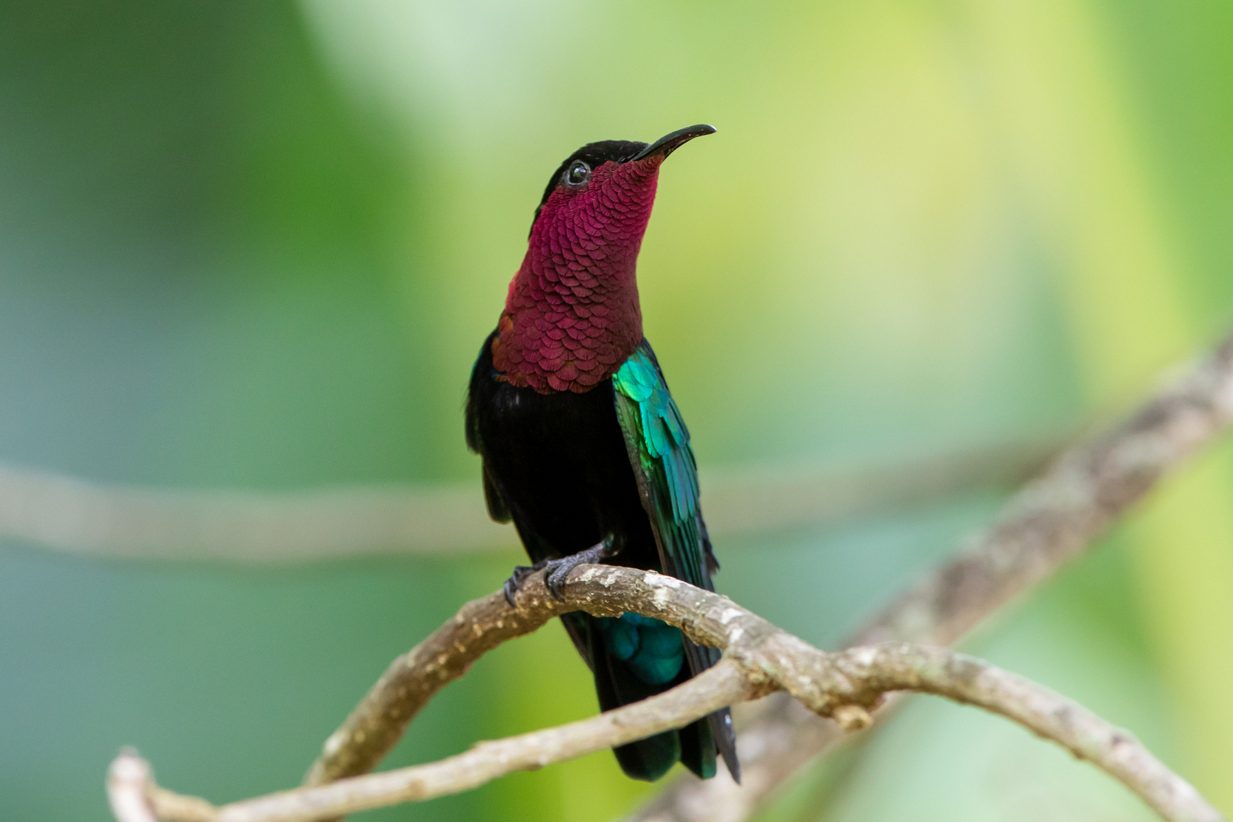 Purple-throated Carib