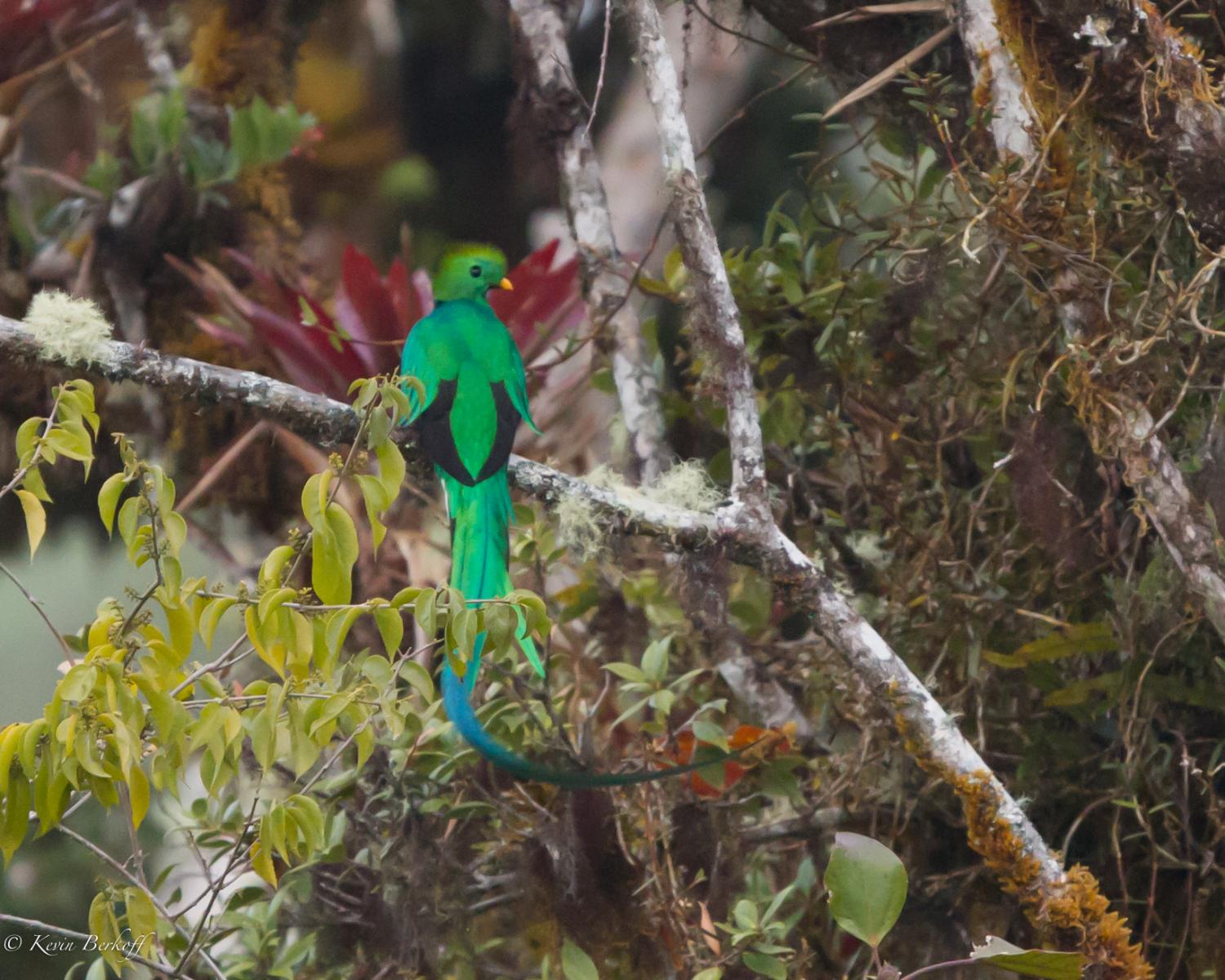 Resplendant Quetzal