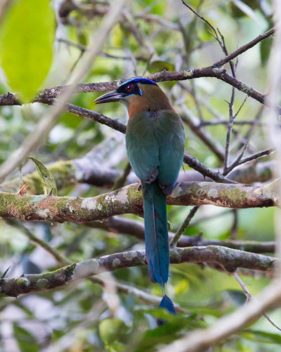 Blue-crowned Motmot
