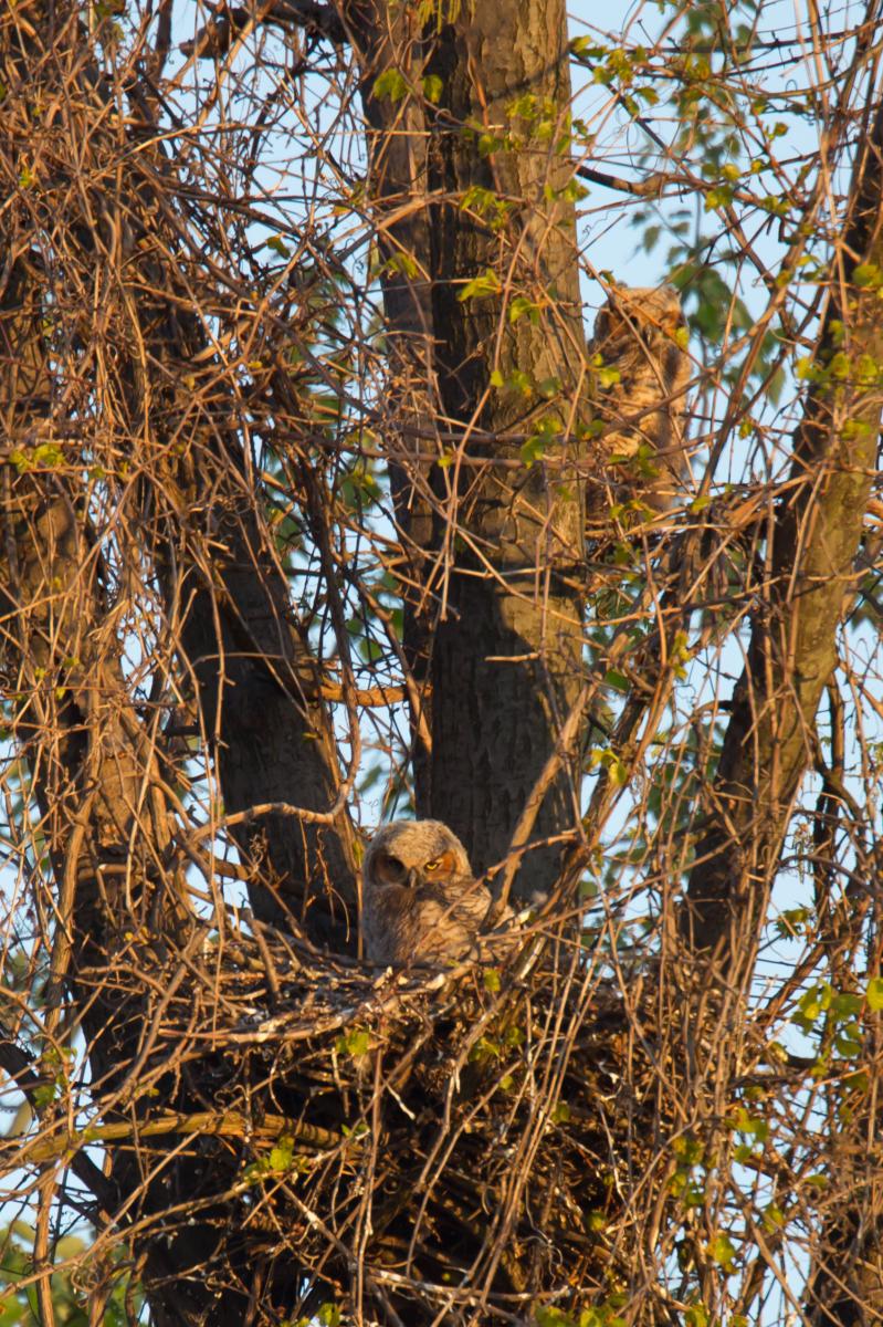 Great Horned Owl Chicks