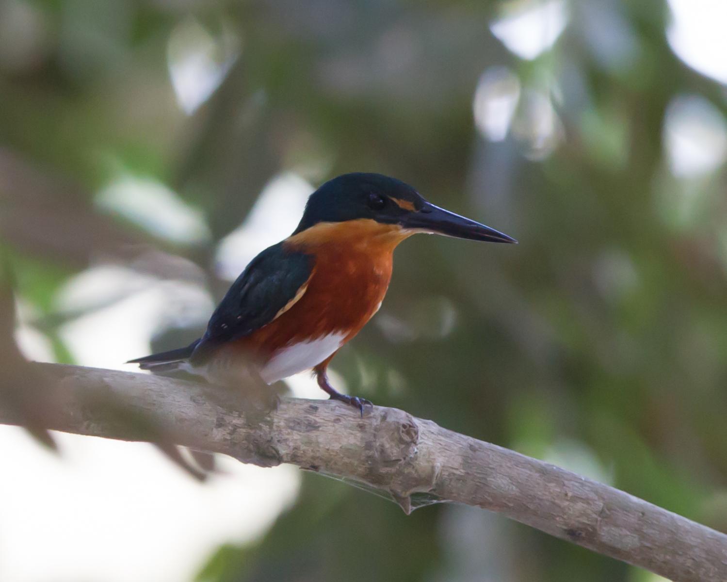 American Pygmy Kingfisher
