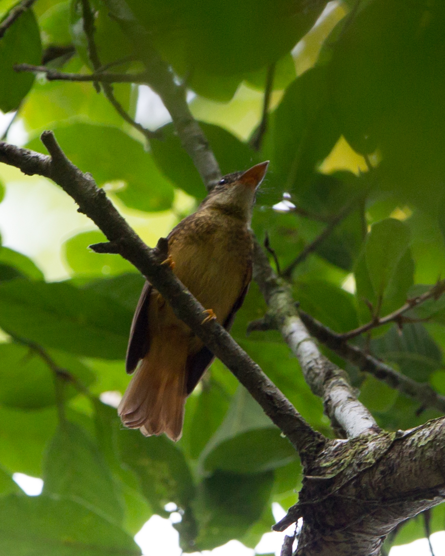 Amazonian Royal-flycatcher