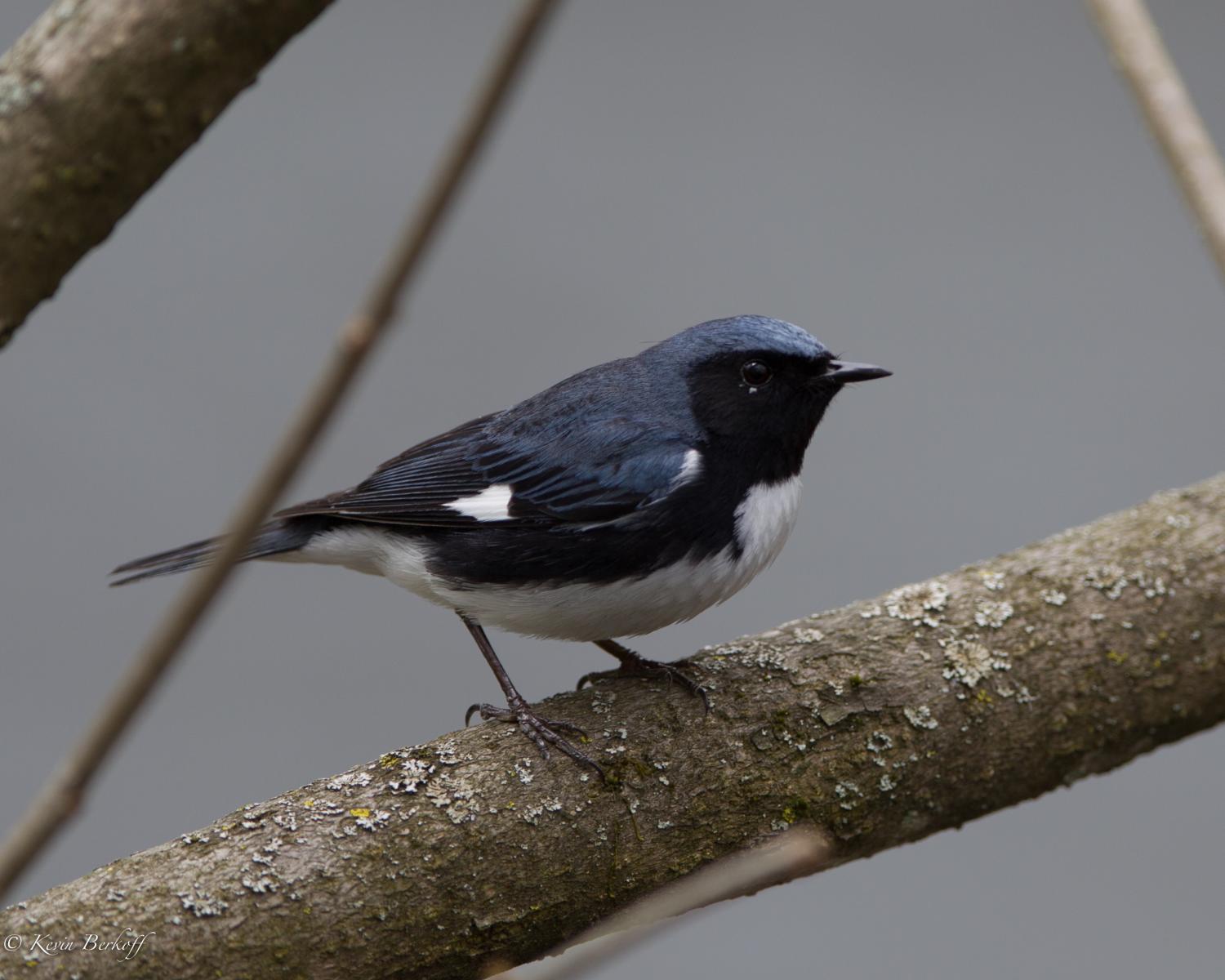 Black-throated Blue Warbler