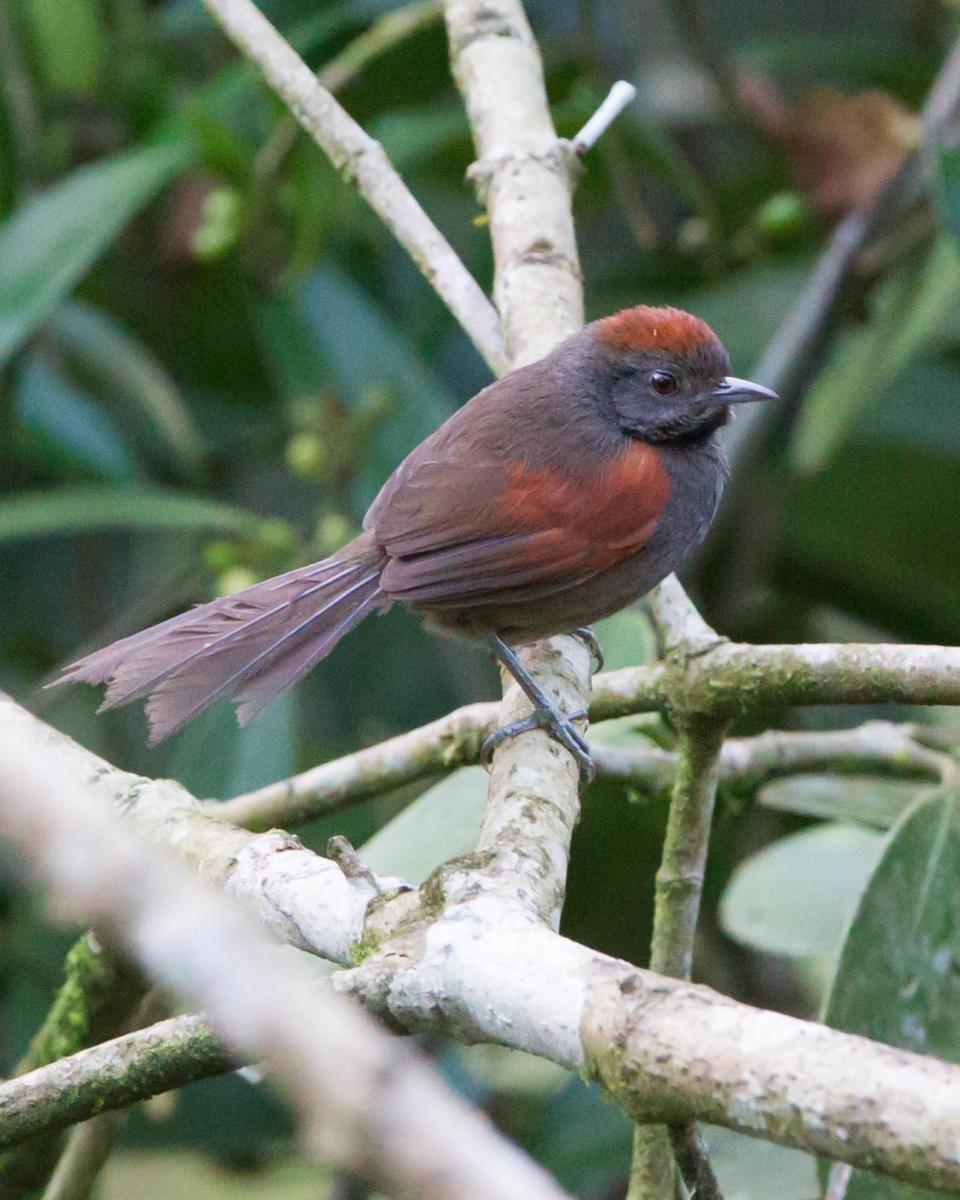 Slaty Spinetail