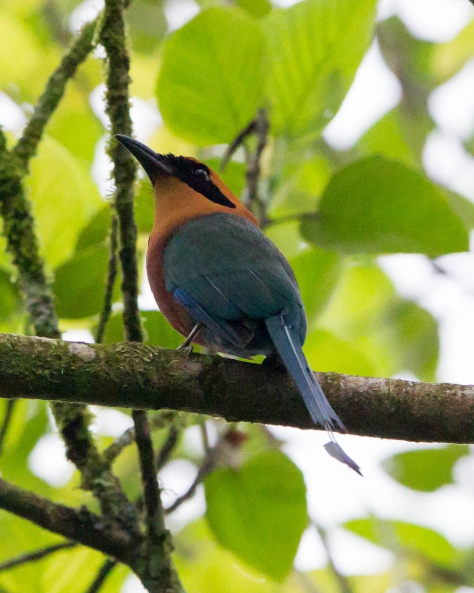 Rufous Motmot