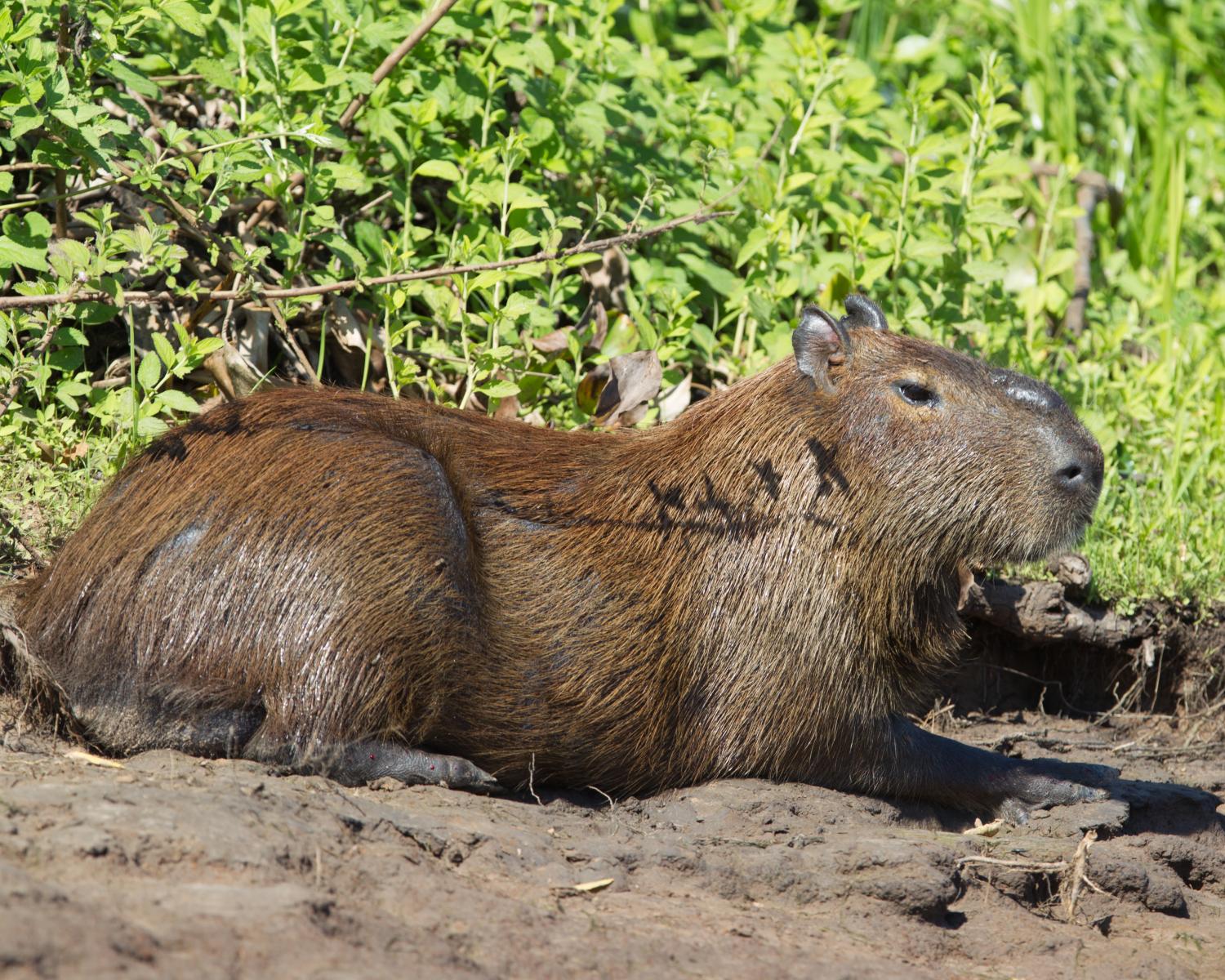 Capybara