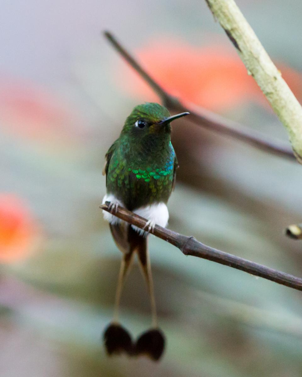 Booted Racket-tail