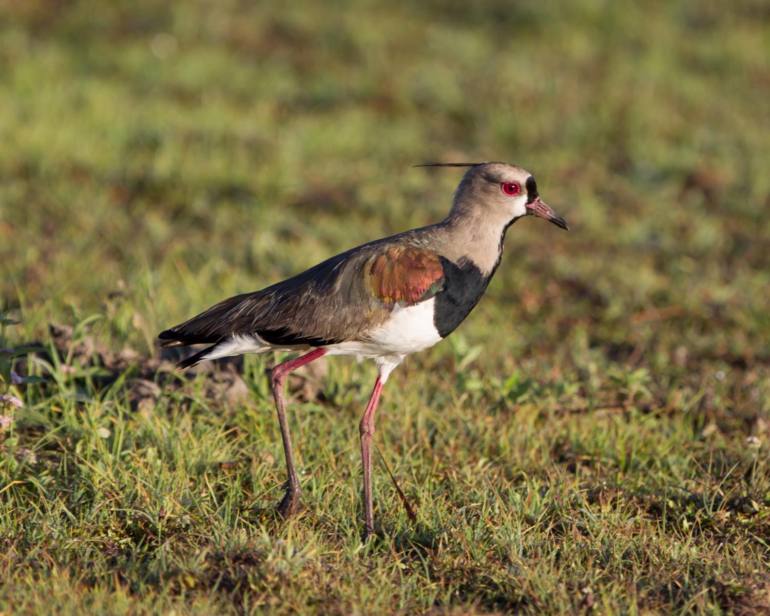 Southern Lapwing