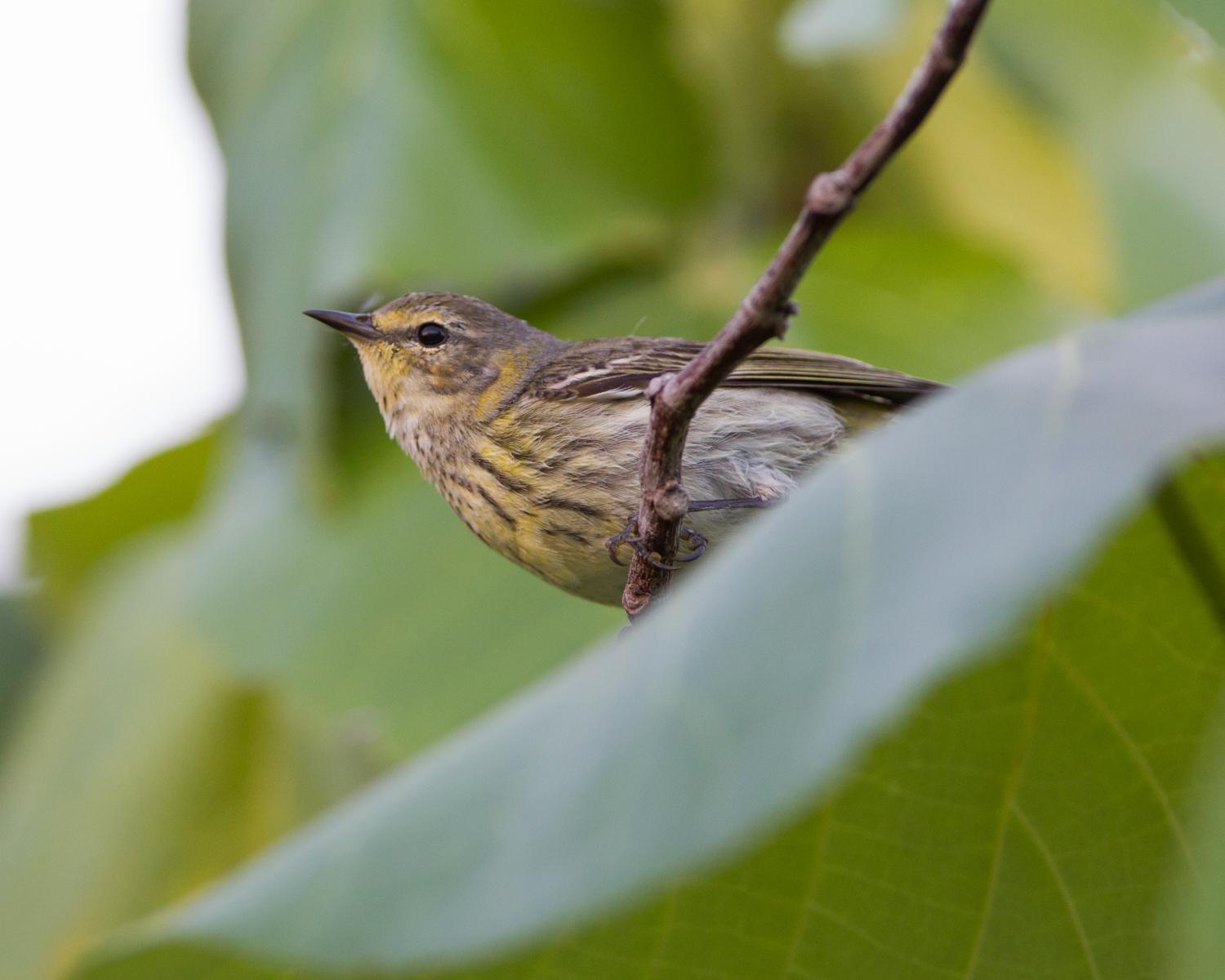 Cape May Warbler (female)