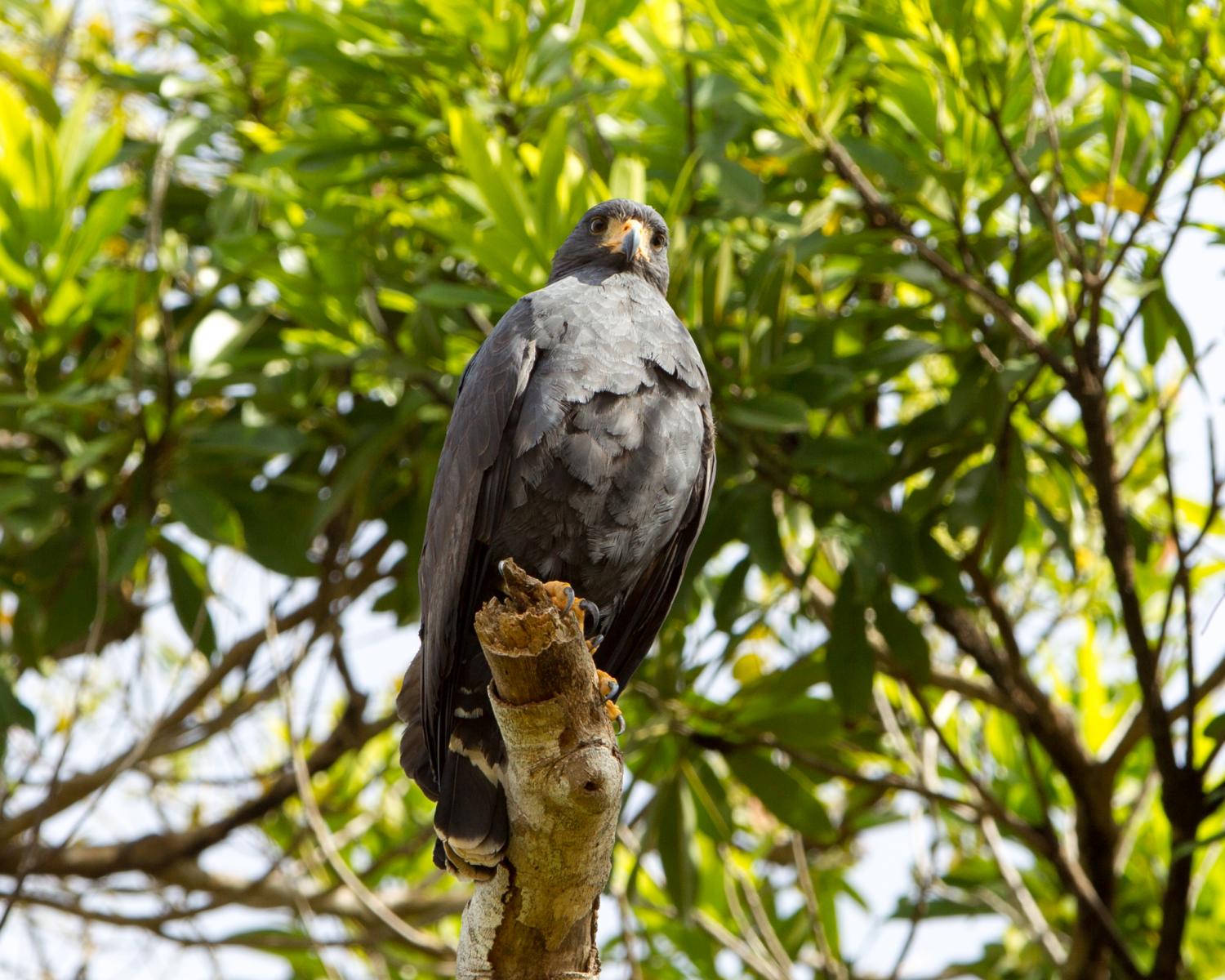 Common Black-hawk