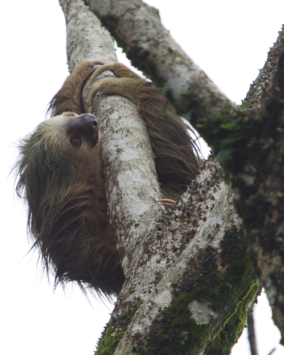 Two Toed Sloth