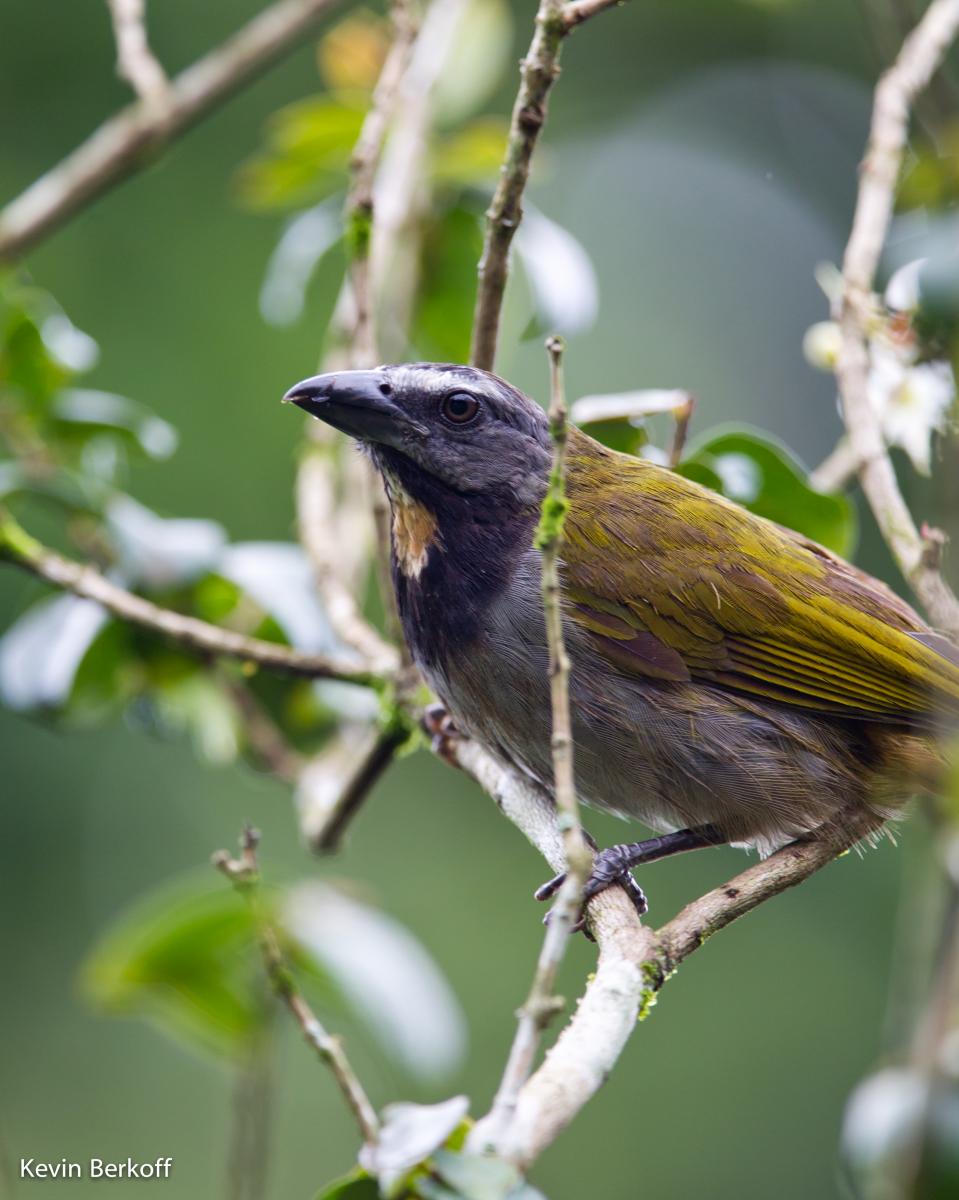 Buff-throated Saltator