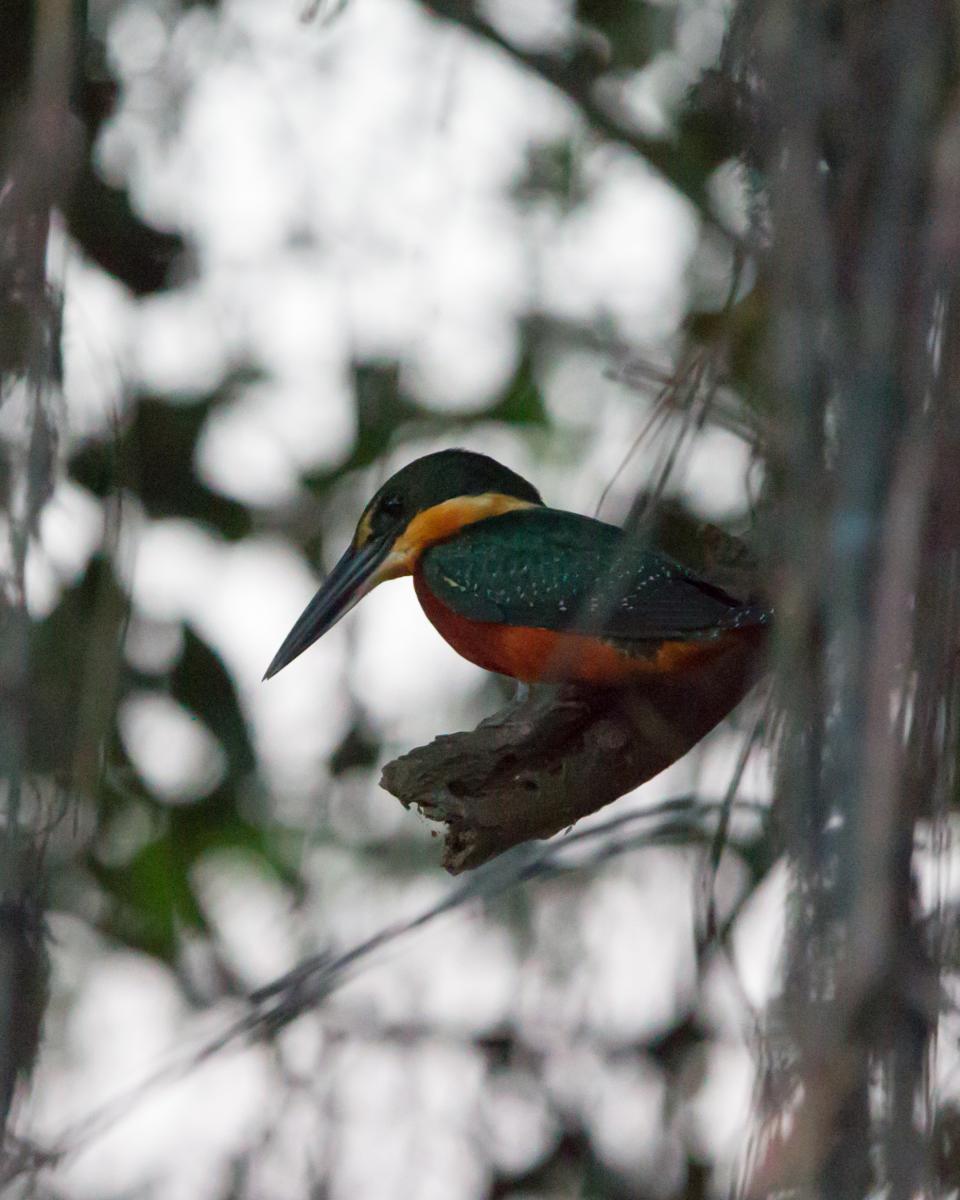 Green and Rufous Kingfisher