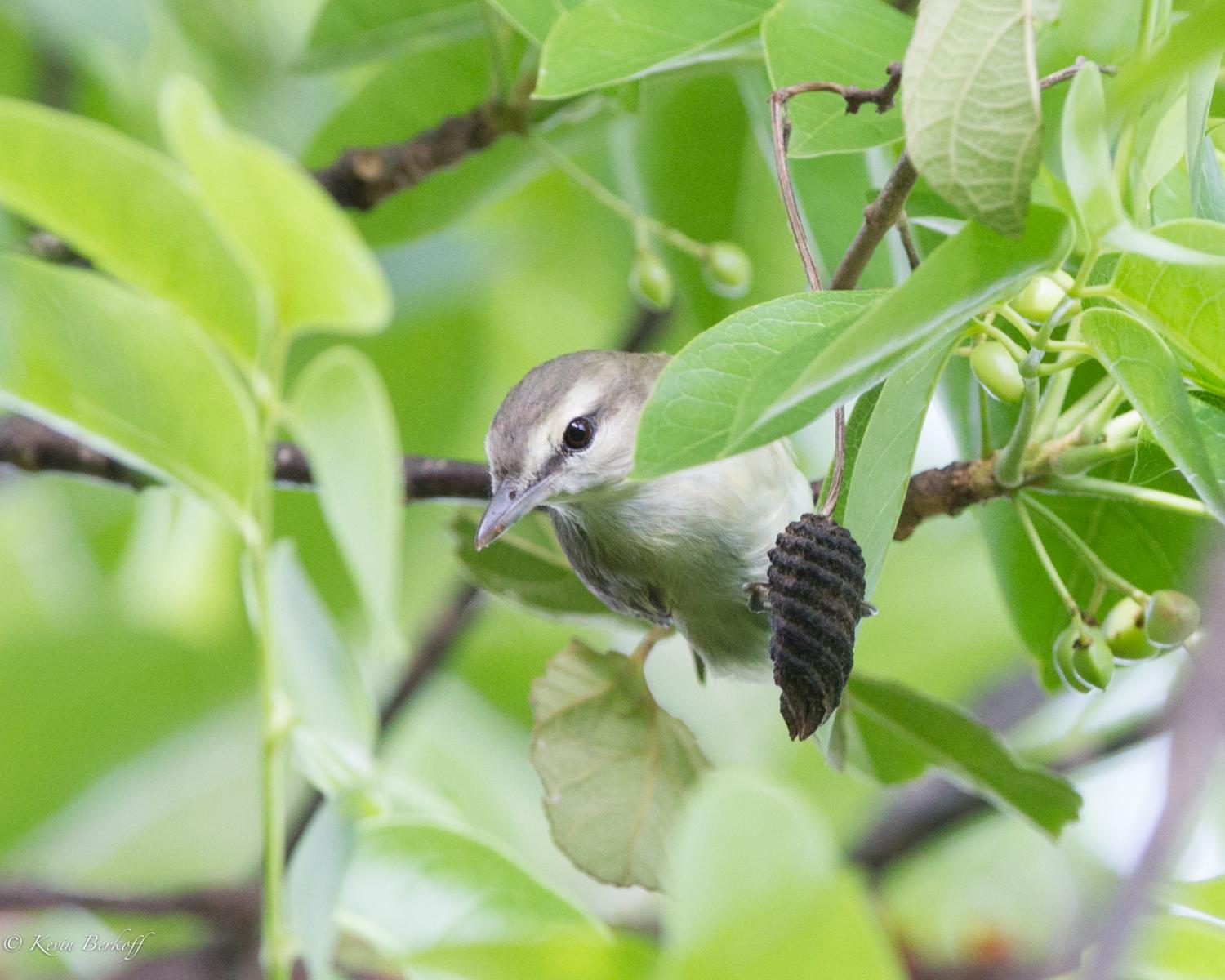 Yucatan Vireo