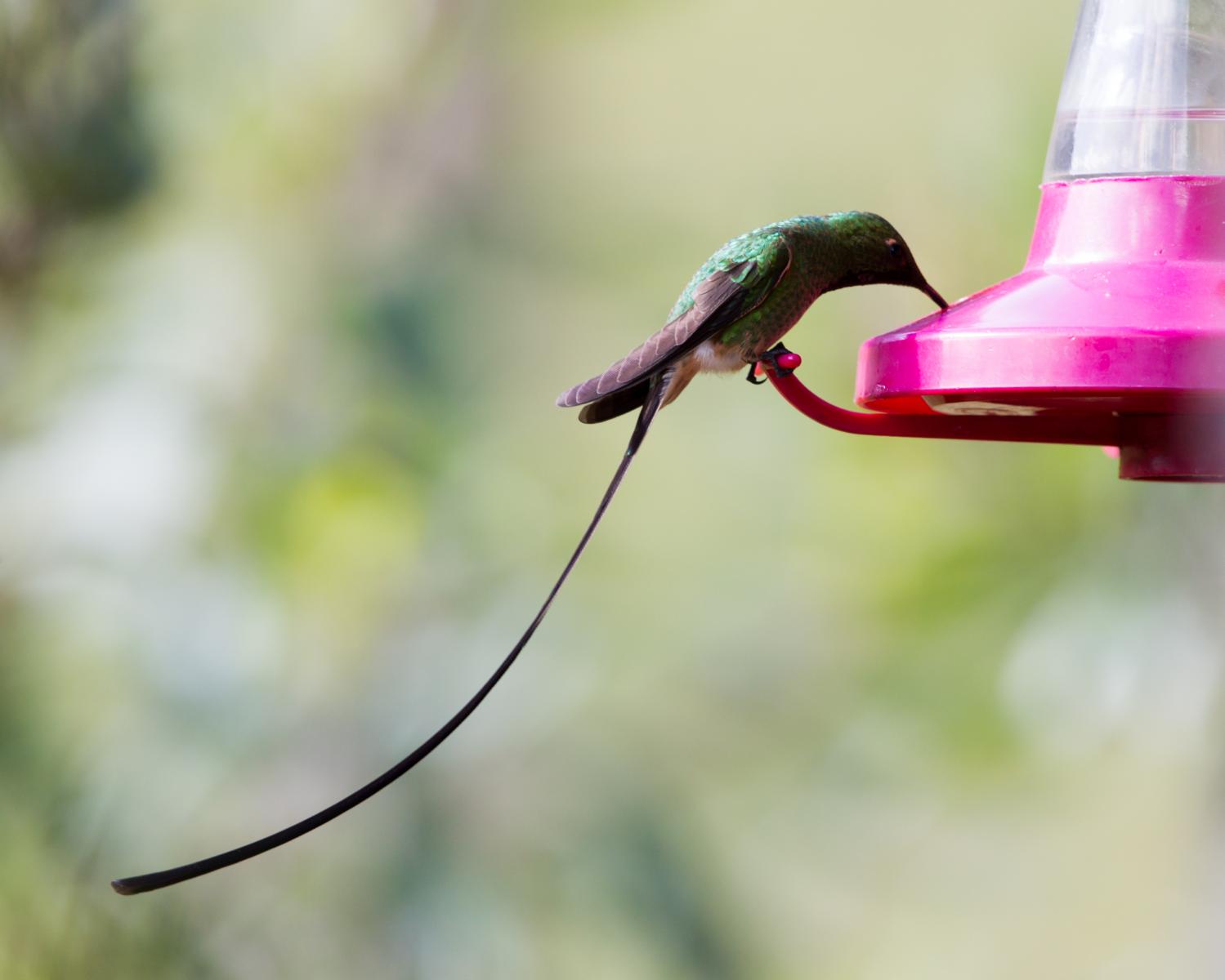 Black-tailed Trainbearer