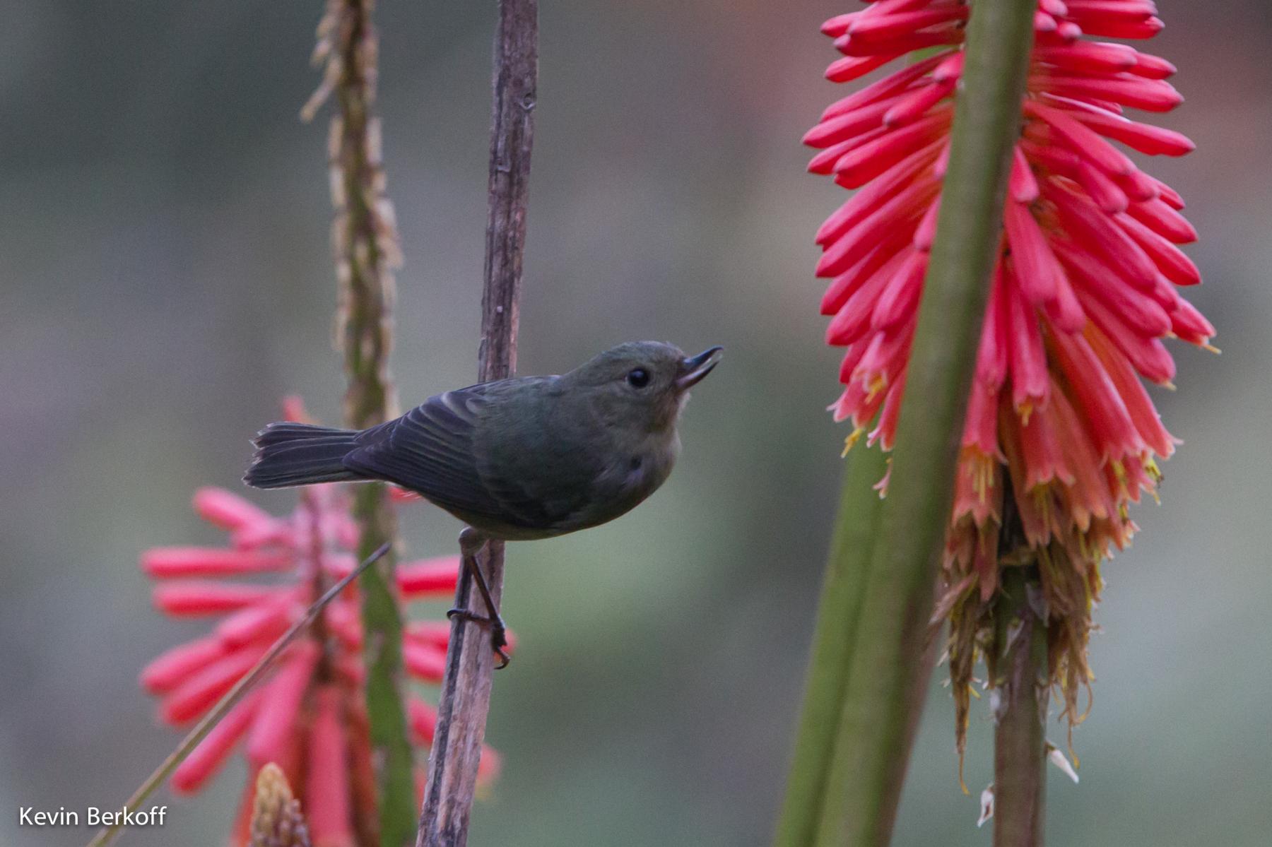 Slaty Flowerpiercer