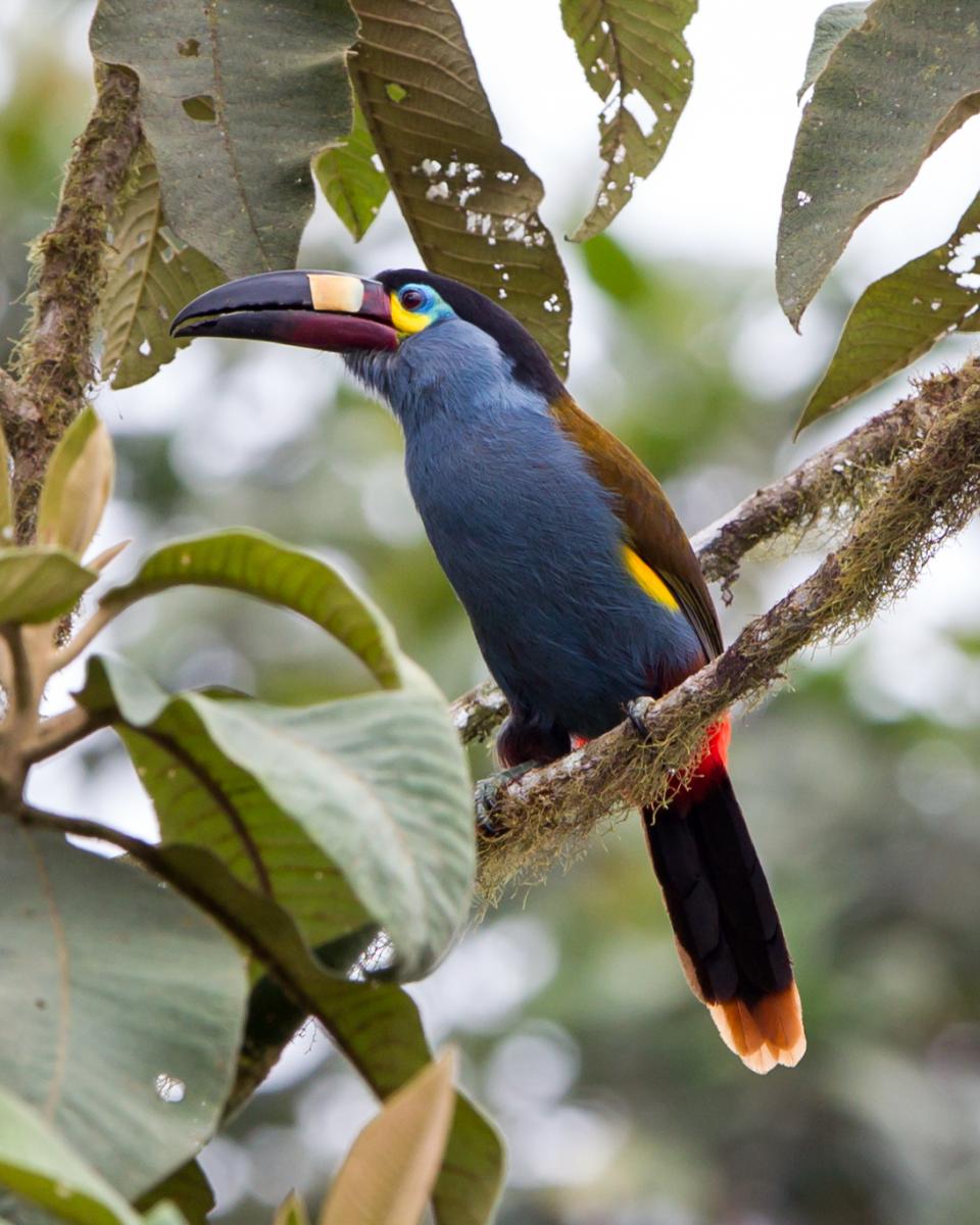 Plate-billed Mountain-toucan