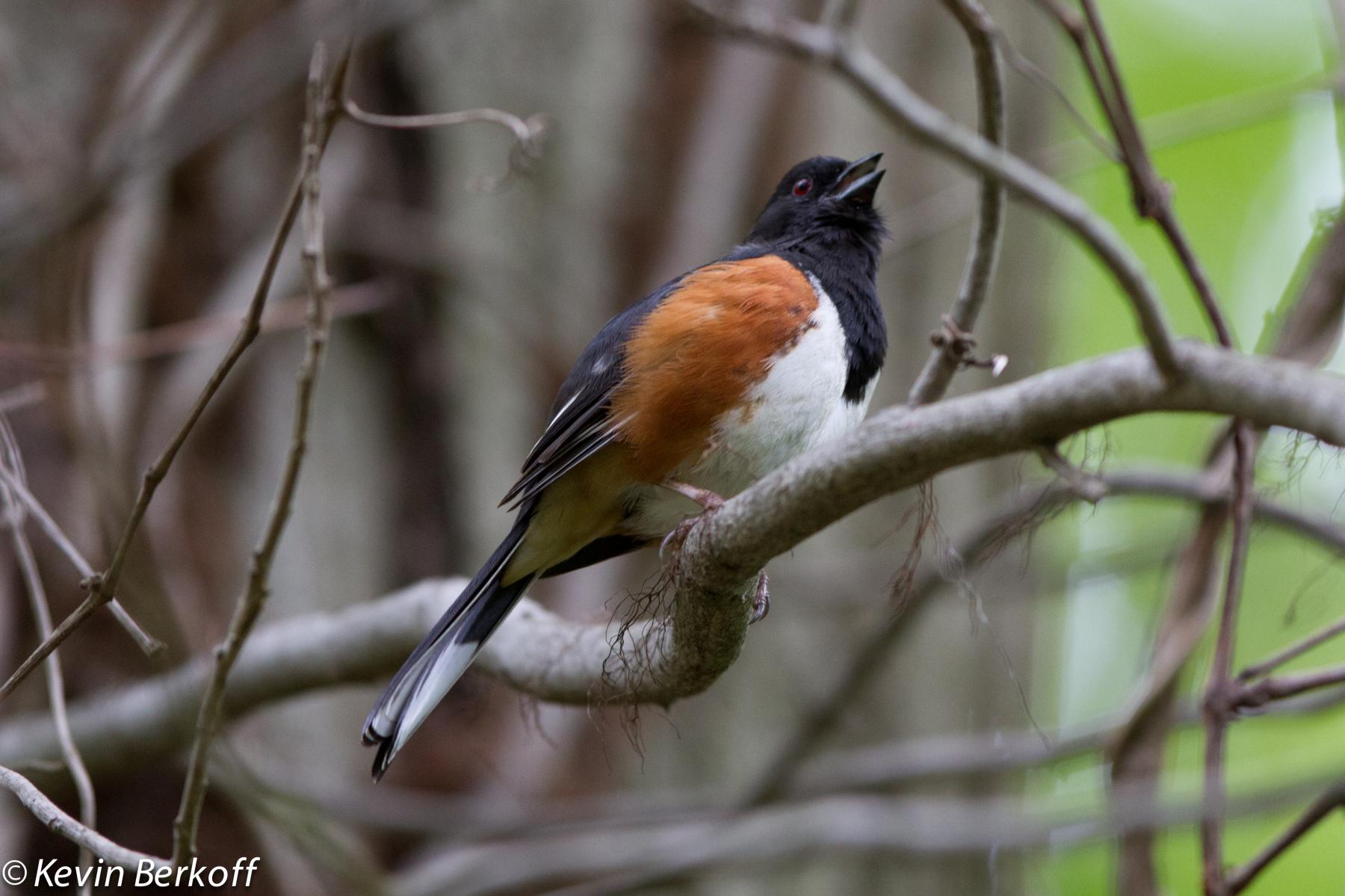 Eastern Towhee