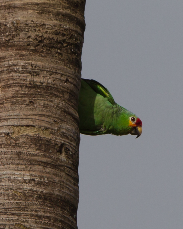 Red-lored Parrot