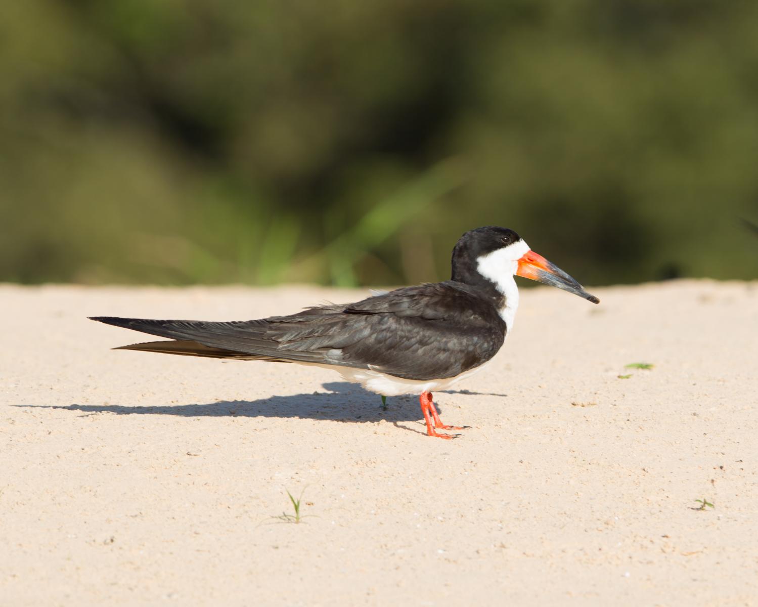 Black Skimmer
