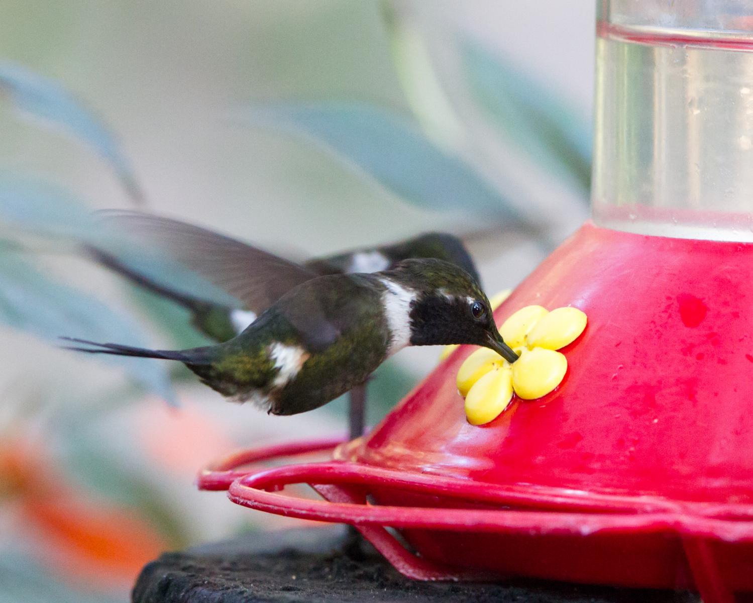 Purple-throated Woodstar