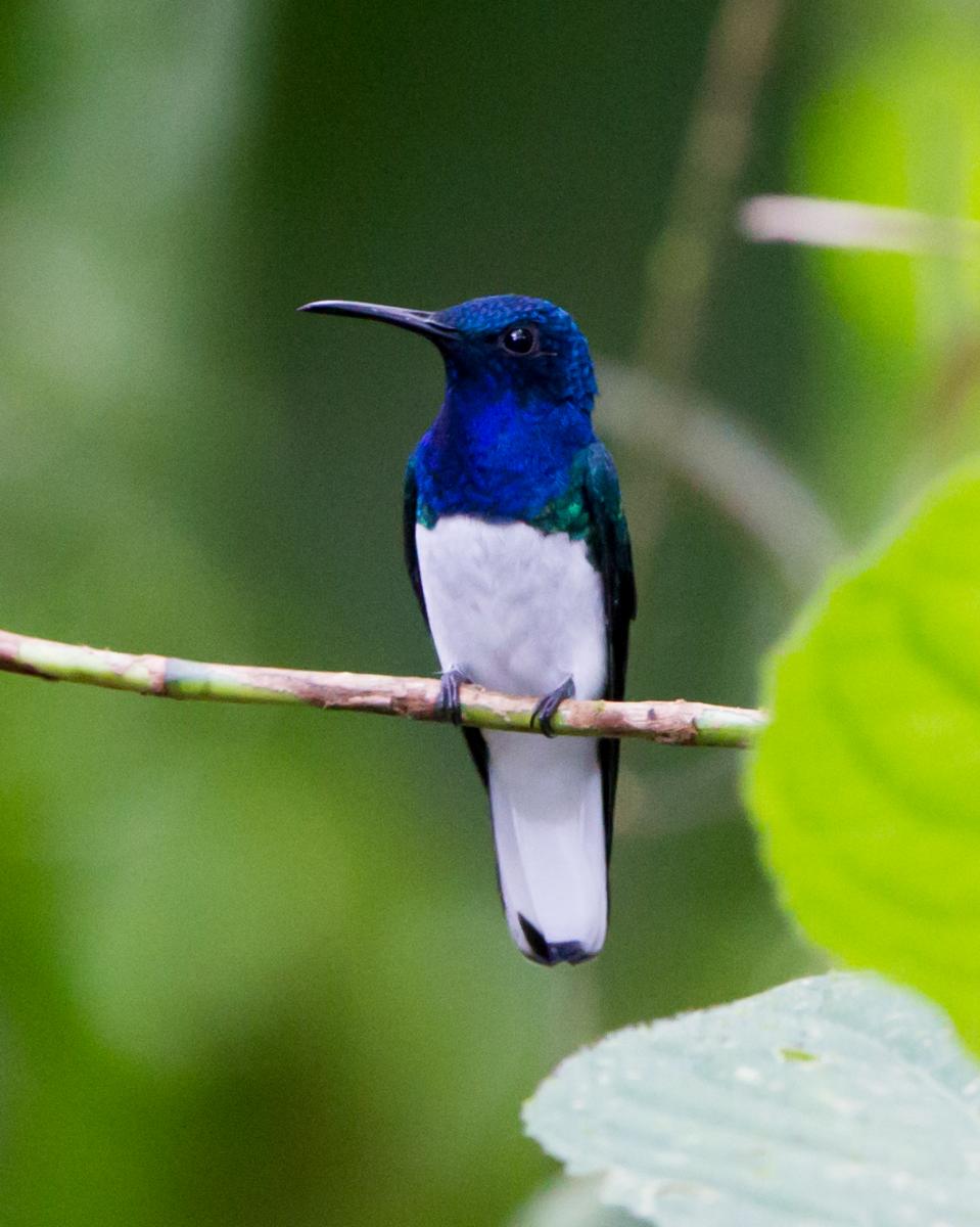White-necked Jacobin