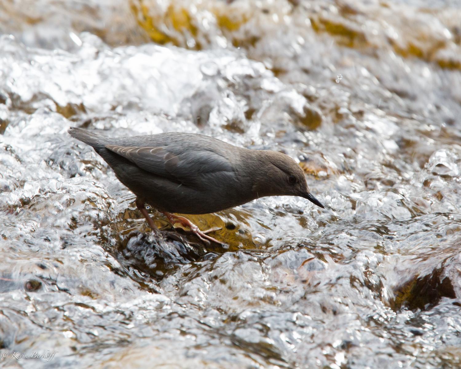 American Dipper