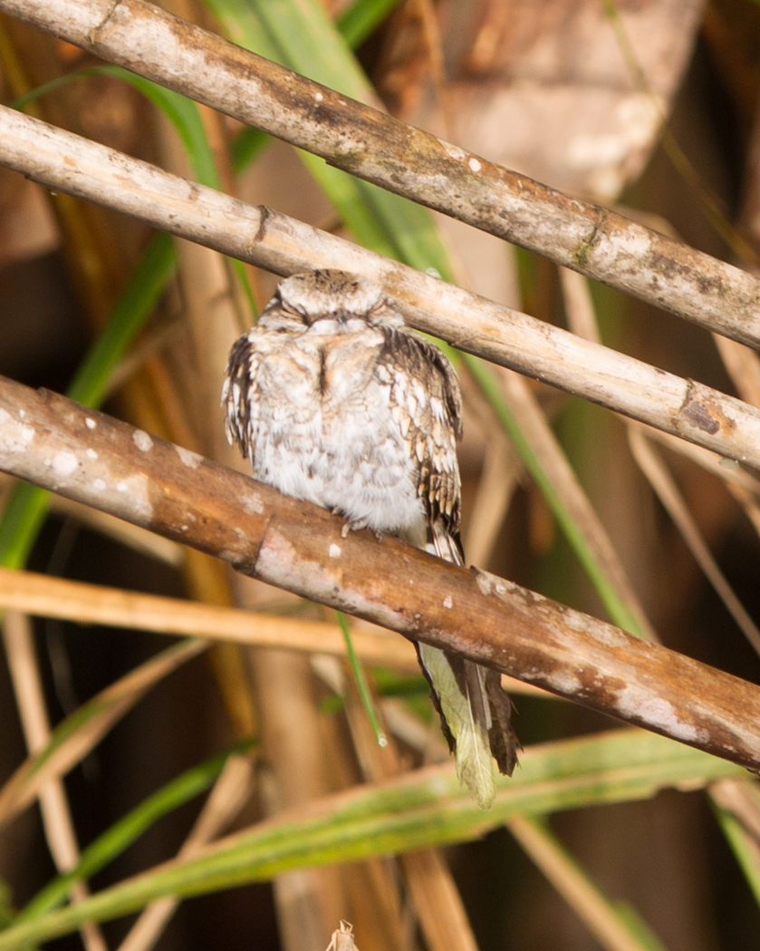 Ladder-tailed Nightjar