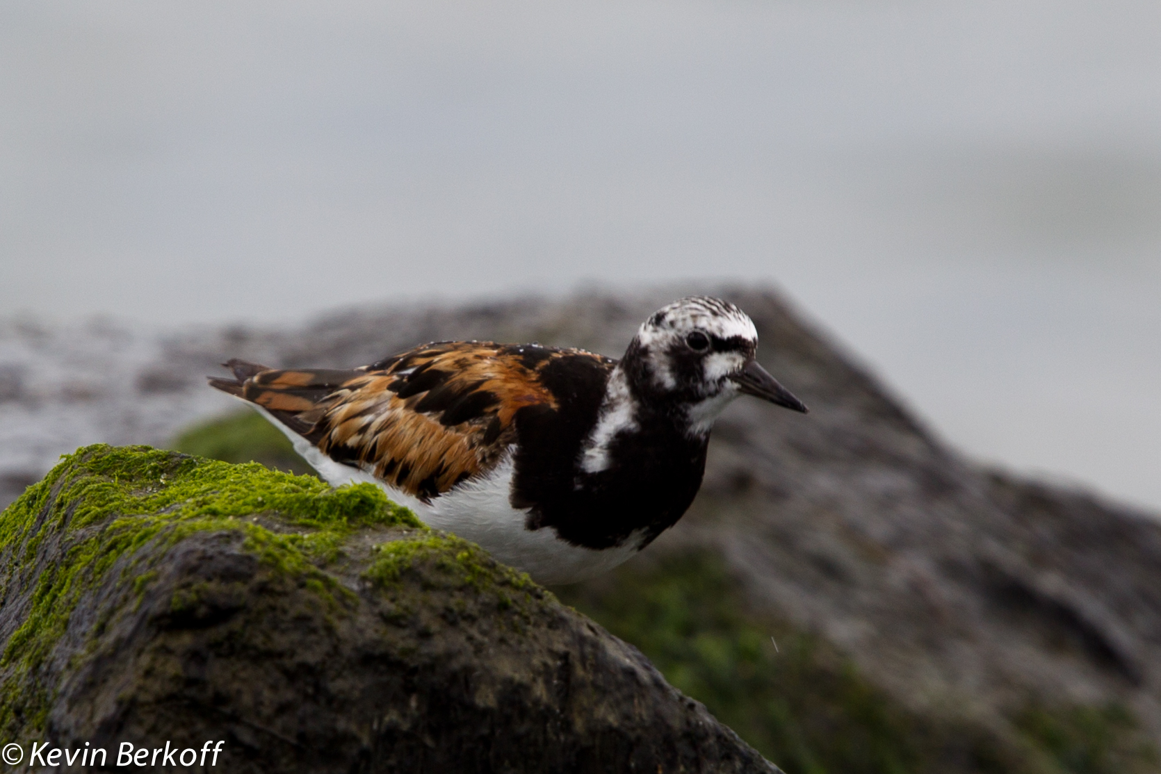 Ruddy Turnstone