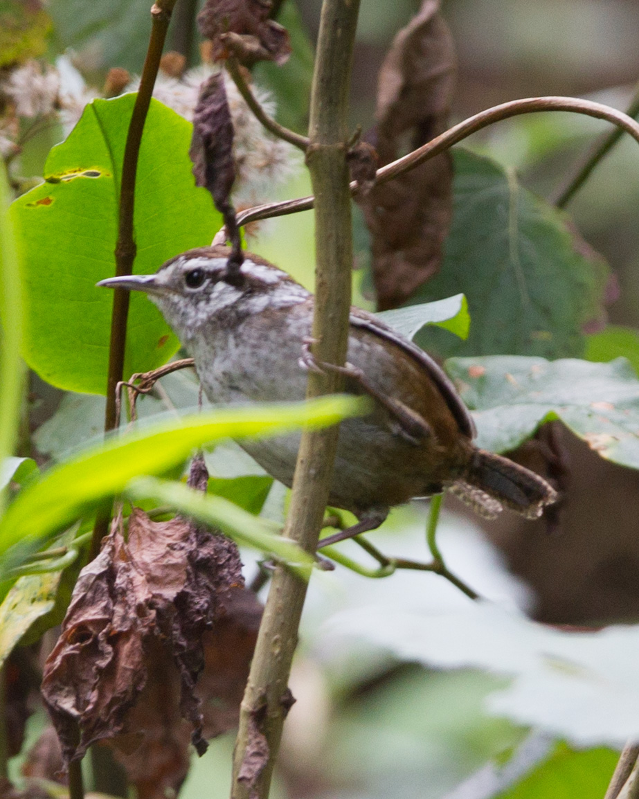 Timberline Wren