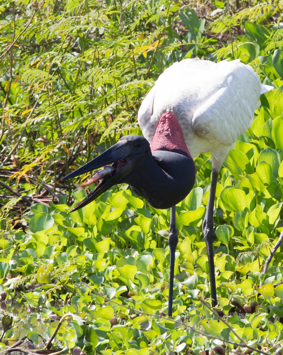Jabiru