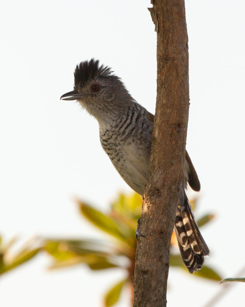 Rufous-winged Antshrike