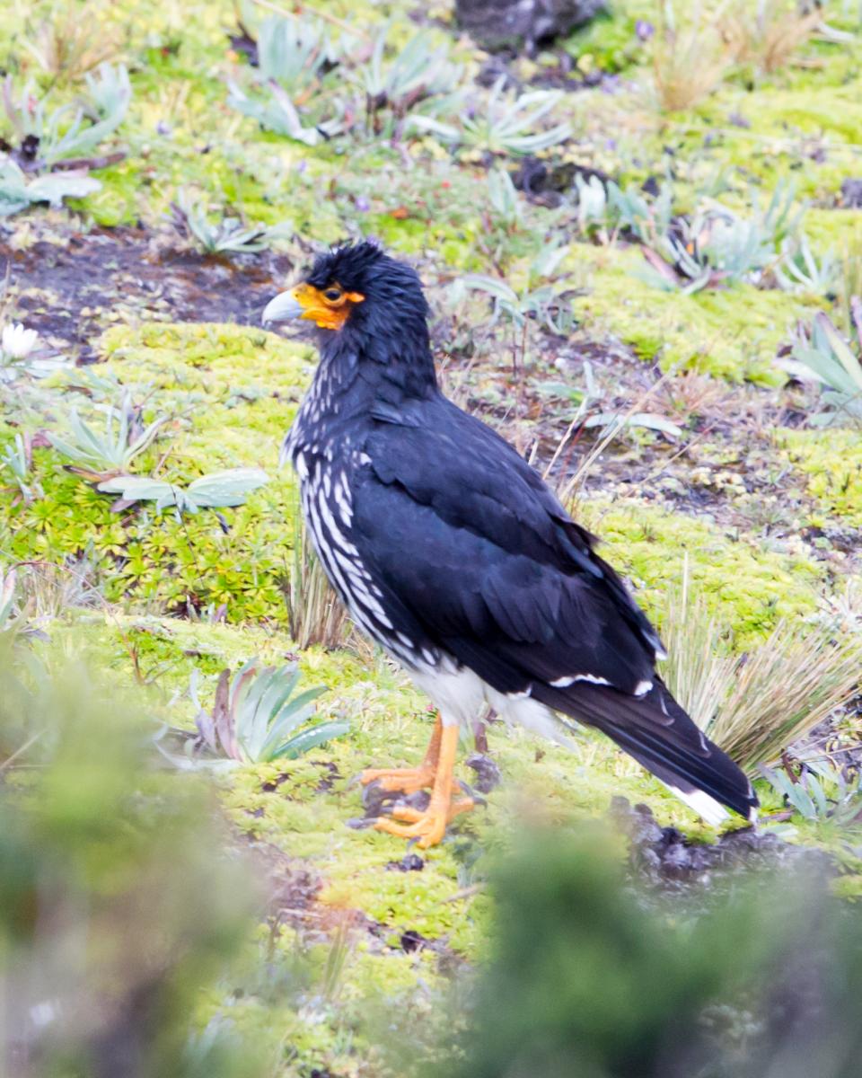 Carunculated Caracara