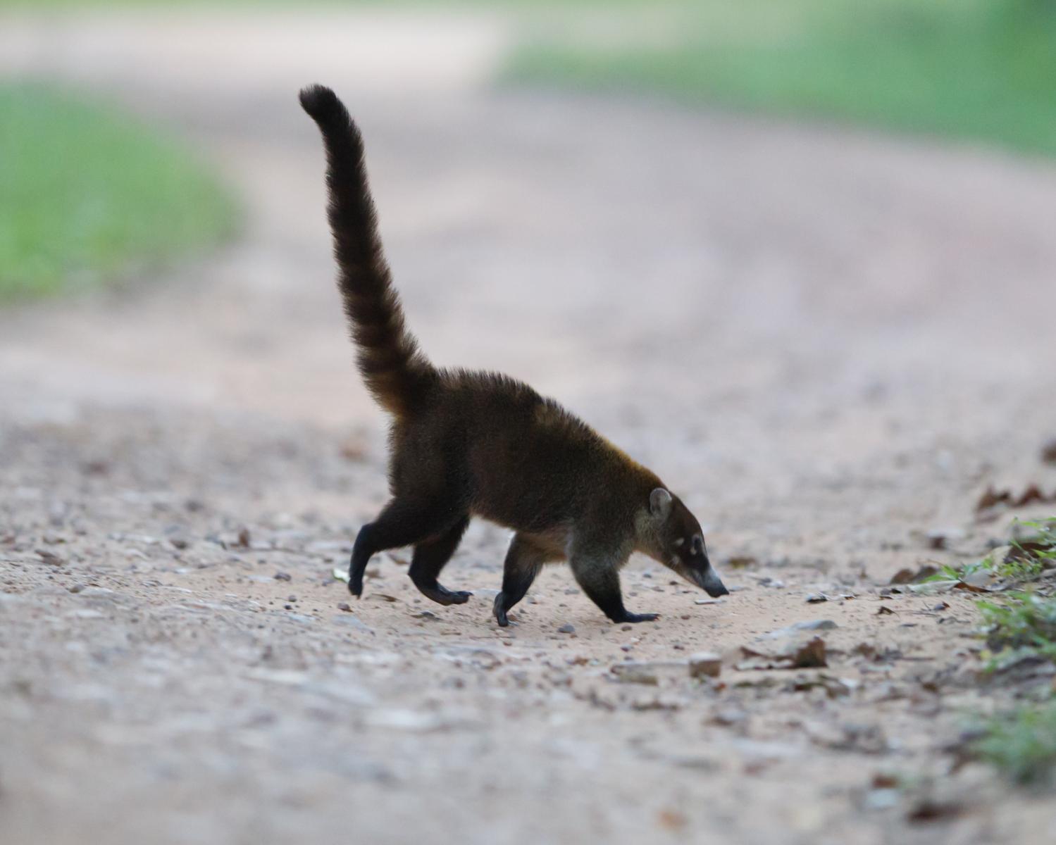 White-nosed Coati