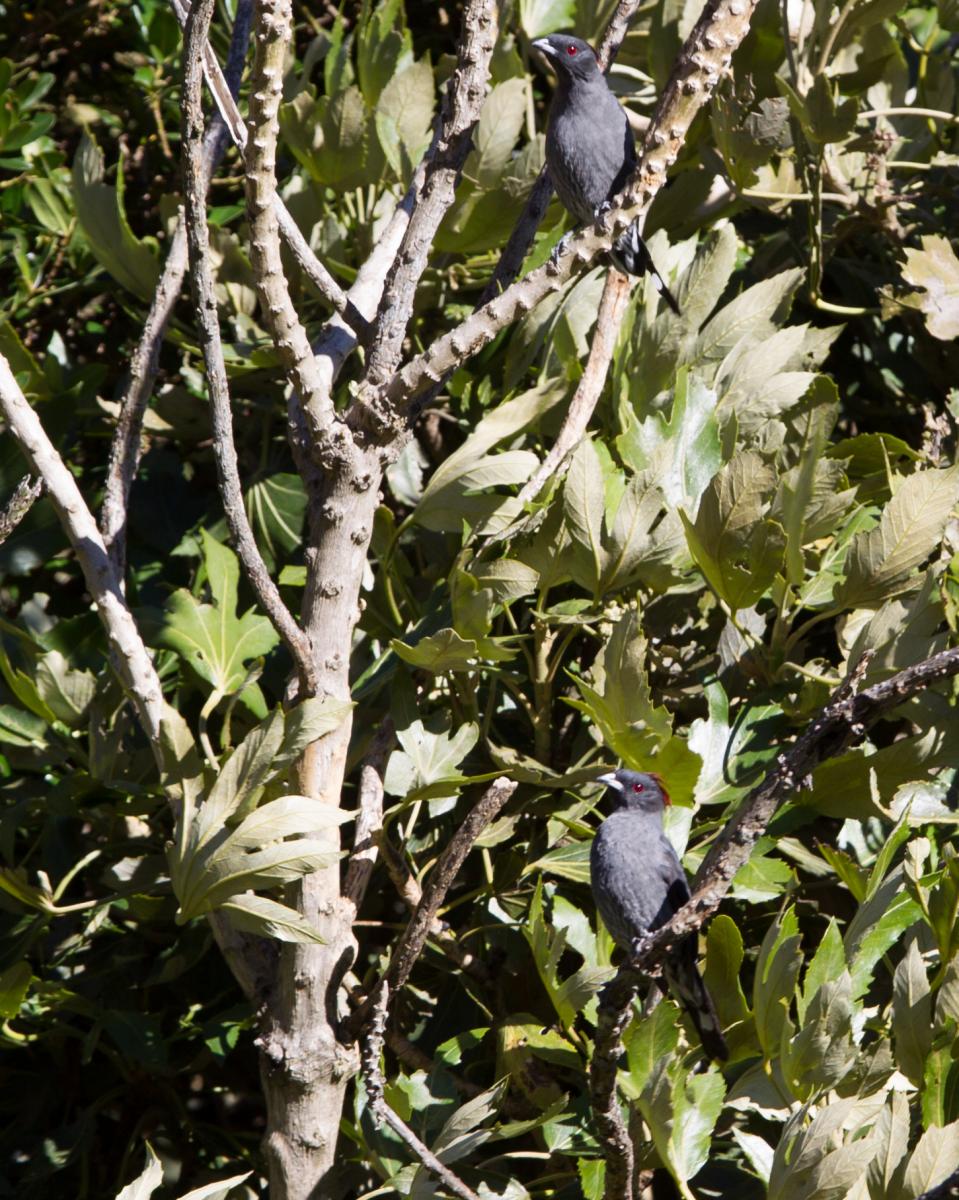 Red-crested Cotinga
