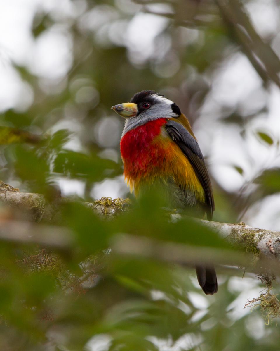 Toucan Barbet