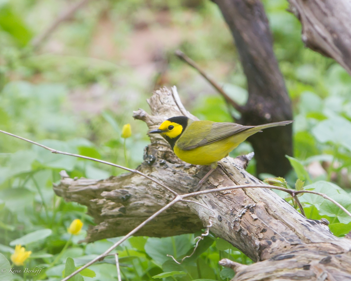 Hooded Warbler