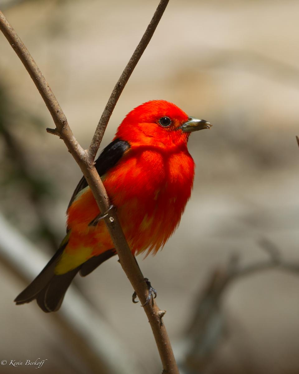 Scarlet Tanager