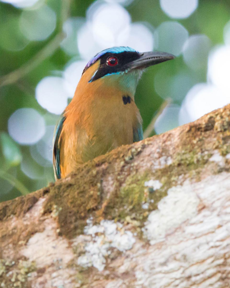 Blue-crowned Motmot