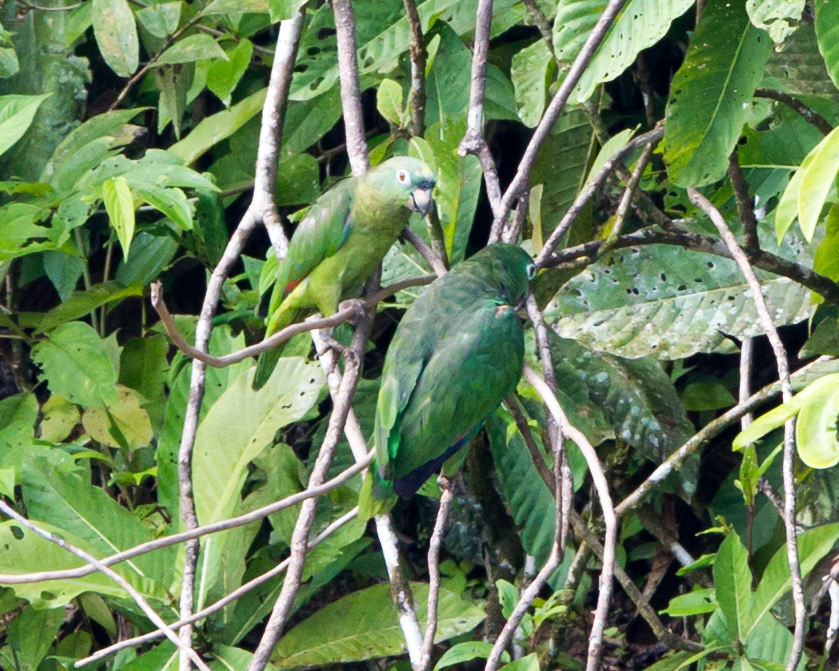 Yellow-crowned Amazon