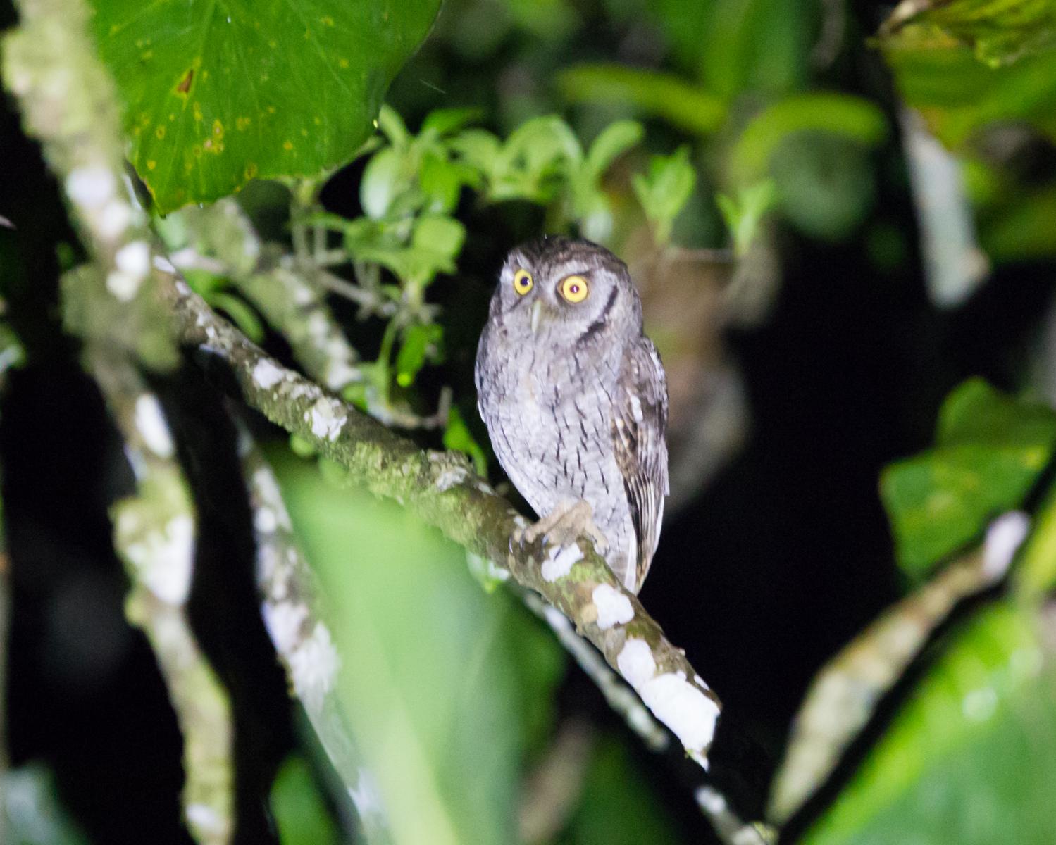 Tropical Screech Owl