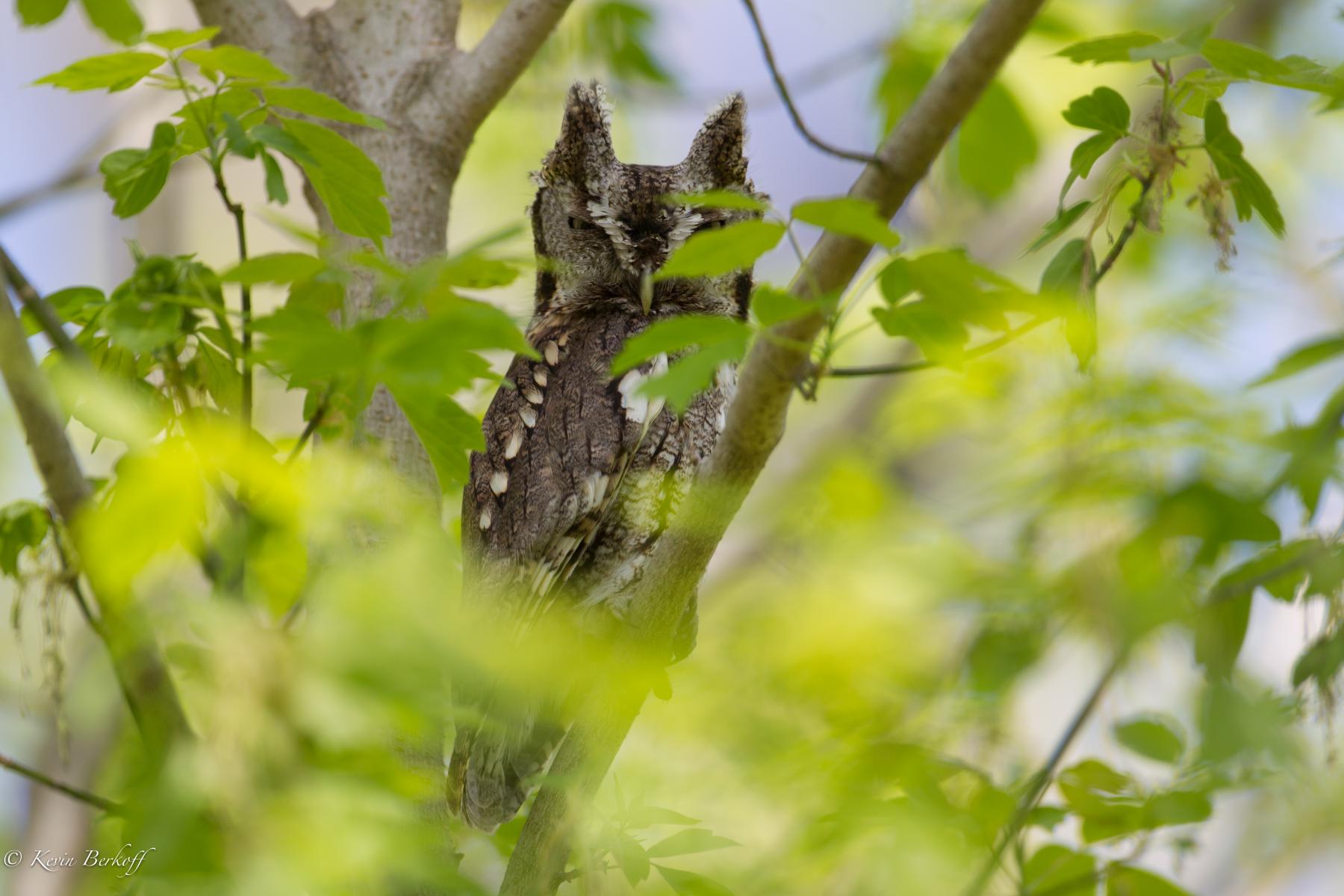 Screech Owl 2