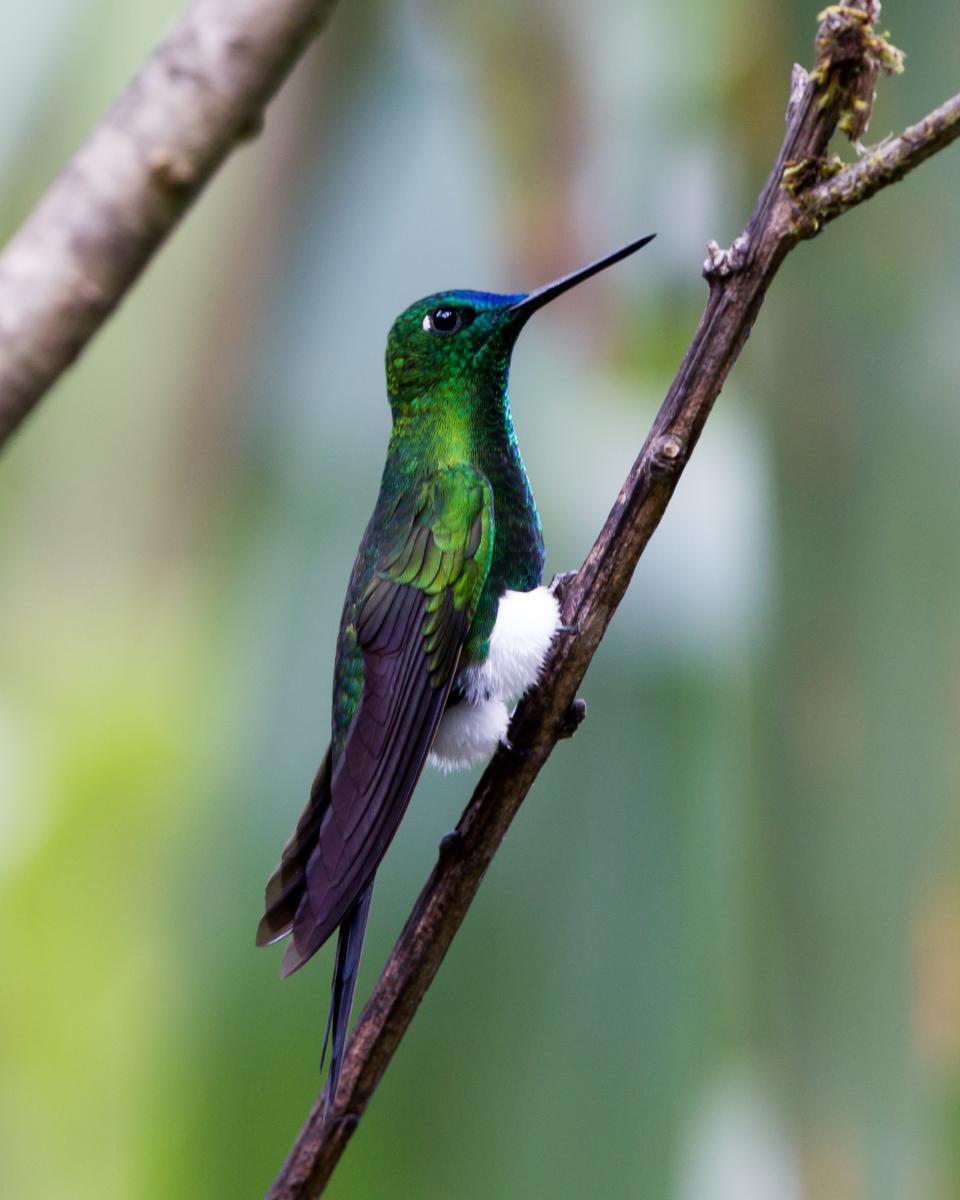 Sapphire-vented Puffleg
