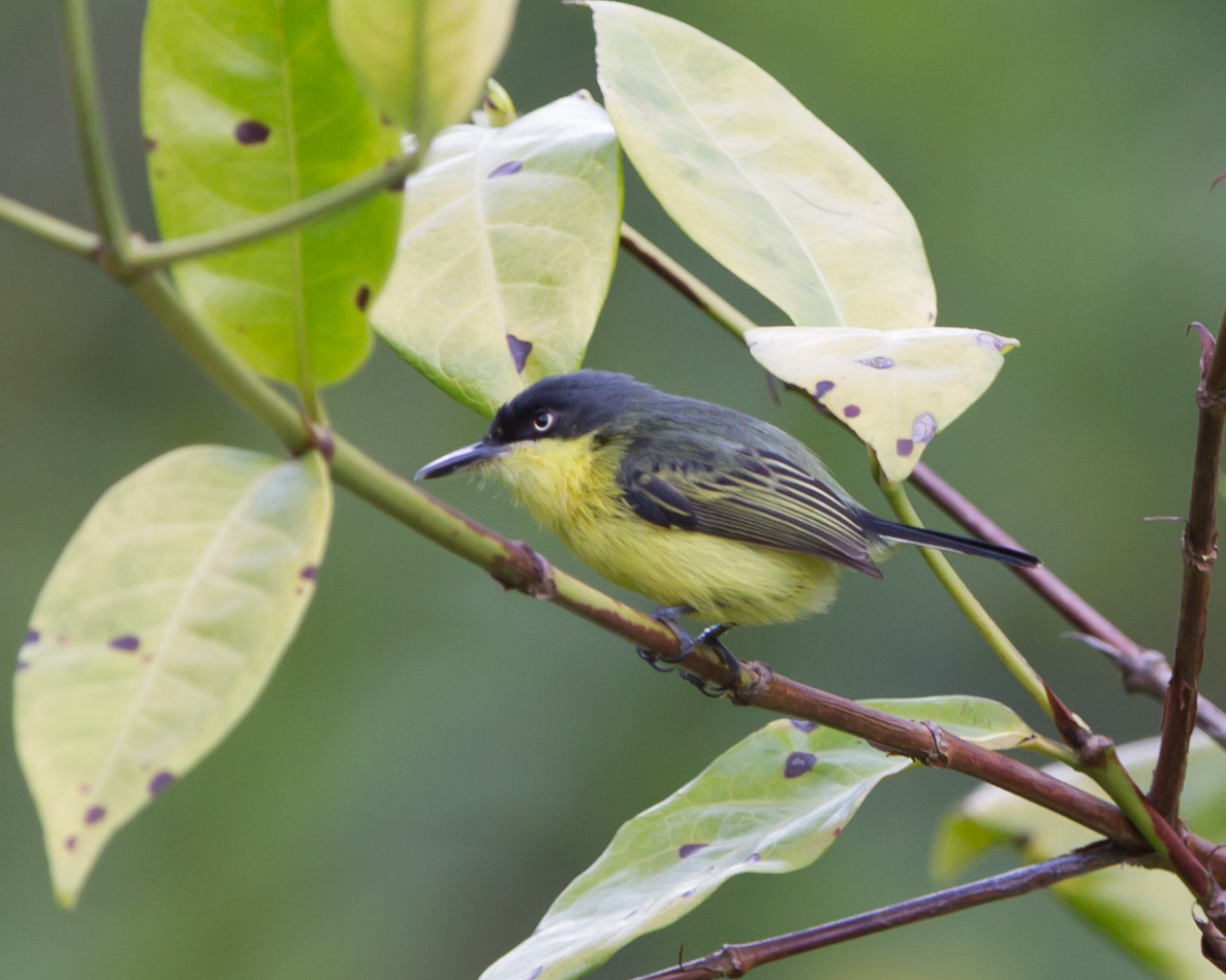 Common Today-flycatcher