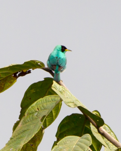 Green Honeycreeper
