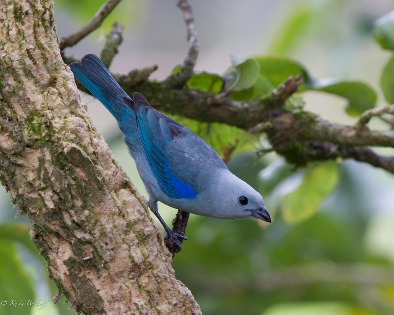 Blue-gray Tanager